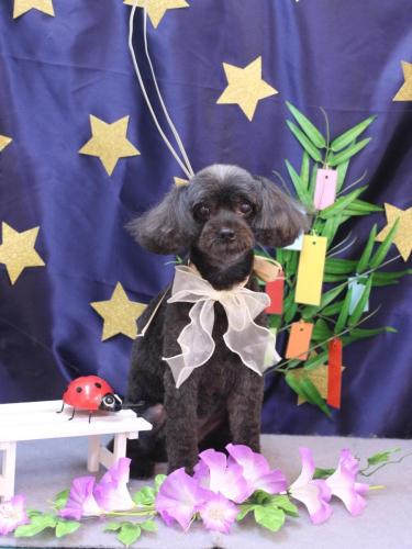 20230704ピピちゃん